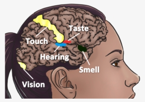 Symptoms Of Mirror Touch Synesthesia