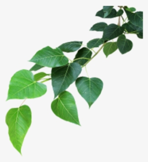 Banyan Tree Leaf Png