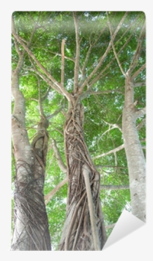 Banyan