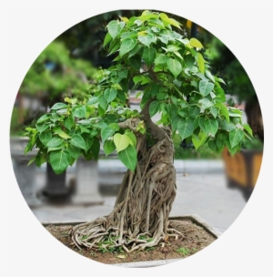 Banyan