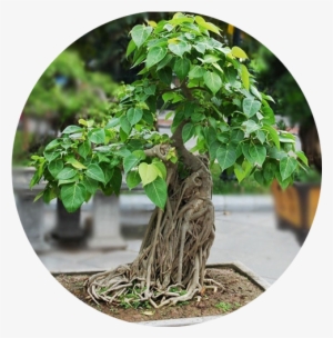 Banyan - Saflax - Potting Set - Bonsai - Peepul Tree / Sacred