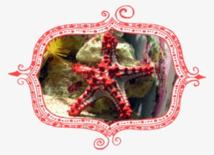 Red-knobbed Starfish Protoreaster Linckii At Bristol - Phylum Echinodermata - Biology Poster 38x26