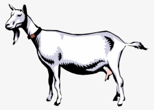 Vector Illustration Of Domestic Billy Goat - Saanen Goat Clipart