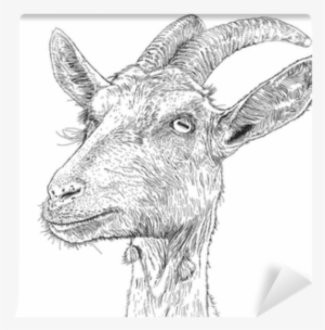 A Vector Drawing Wall Mural • Pixers® • We Live To - Chewing The Page: The Mourning Goats Interviews