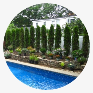 Ornamental Trees And Shrubs - Landscaping Tree