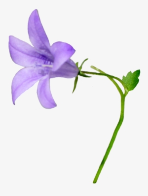 Purple Flower Clipart Detailed Flower - Bellflower Clipart