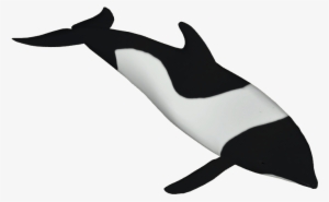 Commerson's Dolphin - Commerson Dolphin