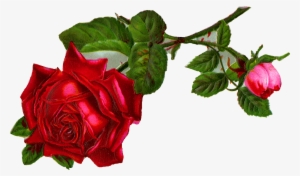 Rose Flower Clipart Hd