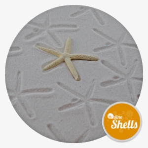 Starfish Bleached Small - Seashell