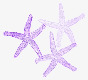Coral Starfish Clip Art At Clker - Transparent Coral Vector Png