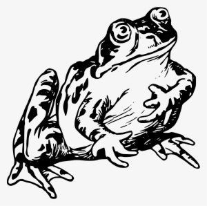 Frog Drawing Png - Frog Drawing
