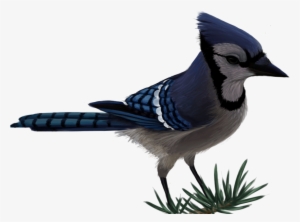 Blue Jay By Sherushi Vector Free - Blue Jay Png