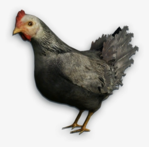 Black Chicken Png - Far Cry 3