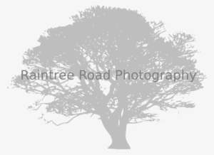 How To Set Use African Tree Clipart