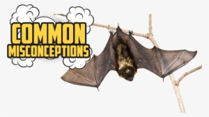 Common Misconceptions - Bat - Opera Fantasias From Shadowlands, Vol. 1