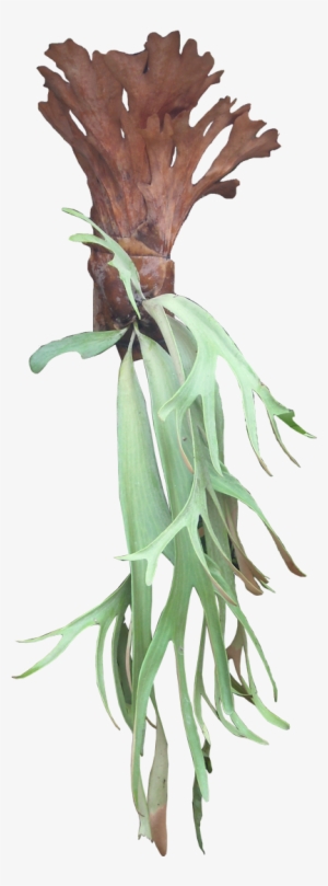 Platycerium Is A Genus Of About 18 Fern Species, Native - Staghorn Fern Png