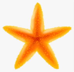 Starfish Png - Starfish Clipart Transparent