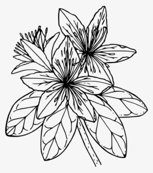 Svg Library Stock Line Art Rhododendron Free Commercial - Azalea Flower Clipart Black And White