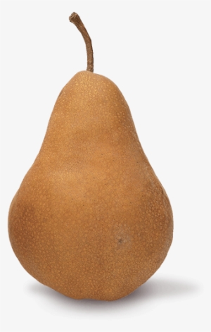 Bosc - Bosc Pear