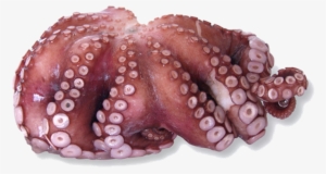 Octopuses - Octopus