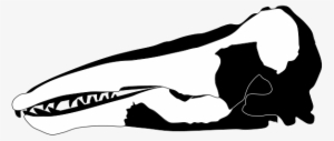 Charlotte Whale - Skull