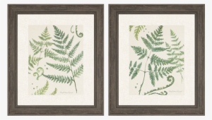 ferns pk/2 - 'ferns' 2 piece framed graphic art print set