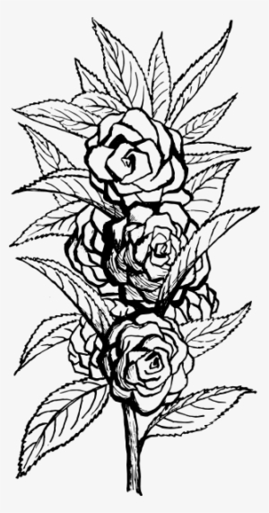 Black And White Floral Svg Clip Arts 312 X 594 Px