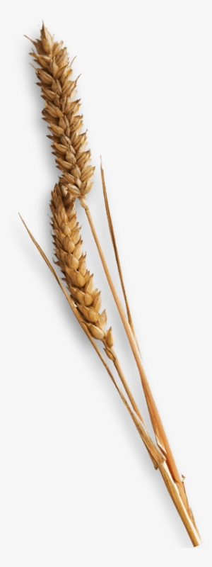 Wheat Glove - Single Piece Of Hay