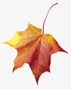 maple autumn leaf png image - Осенние Листья Для Фотошопа