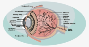 Parts Of The Eye - Bucket Bag Handbag Eye Nurse Anatomy Optometrist Doctor