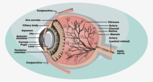 Parts Of The Eye