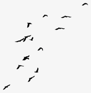 Birds Transparent Background - Transparent Background Fly Bird Png