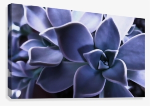 Succulent Purple Canvas Print - Houseleek