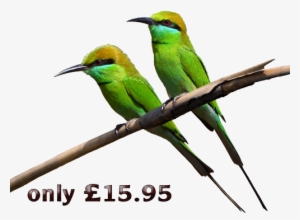 early birds promotion - green birds