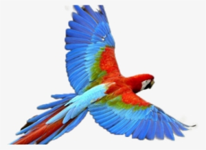 Early-bird - Parrot Png