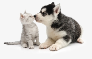 You Cover The Kisses, Petplan Covers The Rest - Cat And Dog Transparent Background