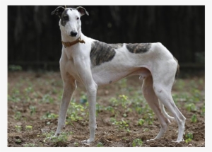 Rampur Greyhound, This Beauty Is Native To The Rampur - Rampur Greyhound