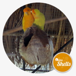 Bird - Online Shells
