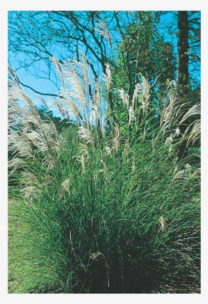 Maiden Grass - Chinese Silver Grass