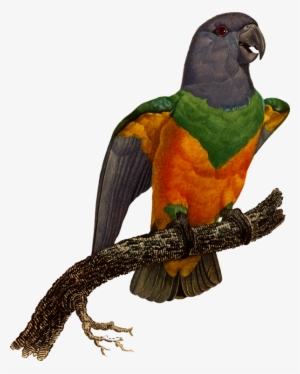 All Photo Png Clipart - Macaw