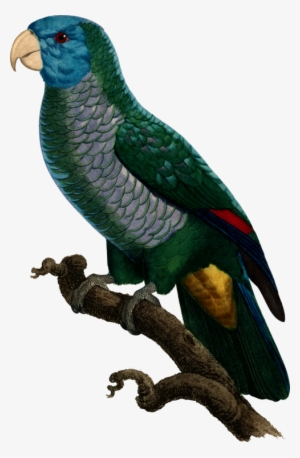 All Photo Png Clipart - Parrot
