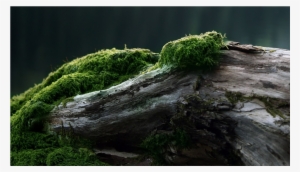 Score 50% - Moss On Dead Tree Trunk