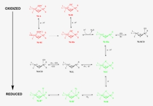 Redox States Of Nife Hydrogenase - Nife Hydrogenase