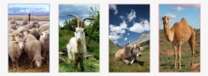 Cattle Domestication