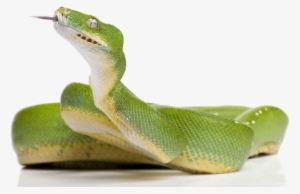 Green Snake Png Clipart - Green Snake Png