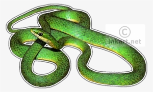 Rough Green Snake Decal - Rough Green Snake Art