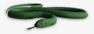 Snake - Smooth Greensnake