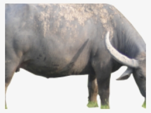 Buffalo Png Transparent Images - Portable Network Graphics