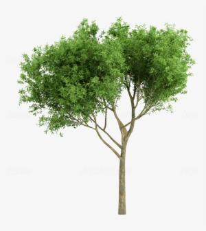 Cutout Tree Tree Plan Photoshop, Photoshop Rendering, - Heart And Cross