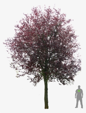 Blutpflaume - Photoshop Prunus Cerasifera Nigra